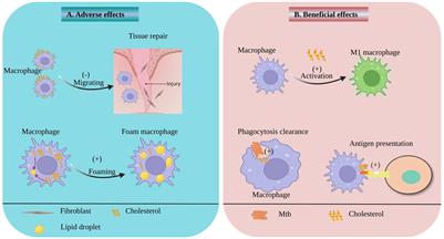 The impact of Mycobacterium tuberculosis on the macrophage cholesterol metabolism pathway